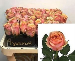 ROSE DIVIDEND KENIA 40